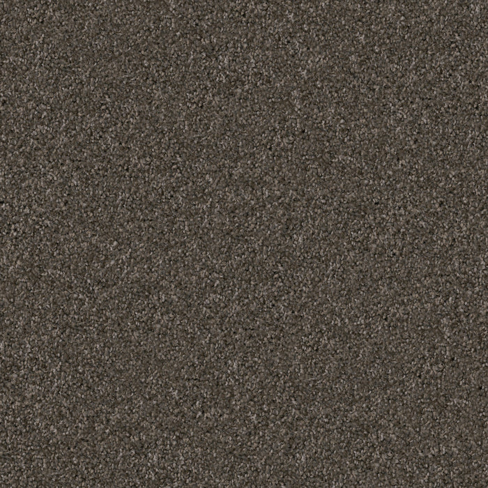 Labrador - Schnauzer